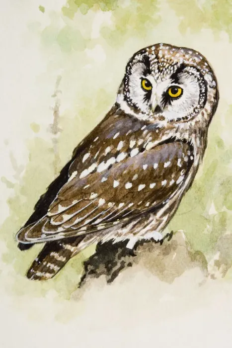 Framed Print : Tengmalms owl (Aegolius funereus), looking over shoulder