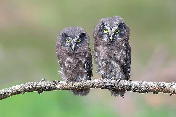 Tengmalm's Owl (Aegolius funereus), two young birds sitting on a larch branch, Siegerland, North Rhine-Westphalia, Germany