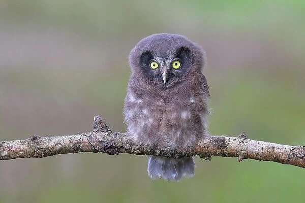 Tengmalm's Owl (Aegolius funereus), young bird sitting on a larch branch, Siegerland, North Rhine-Westphalia, Germany