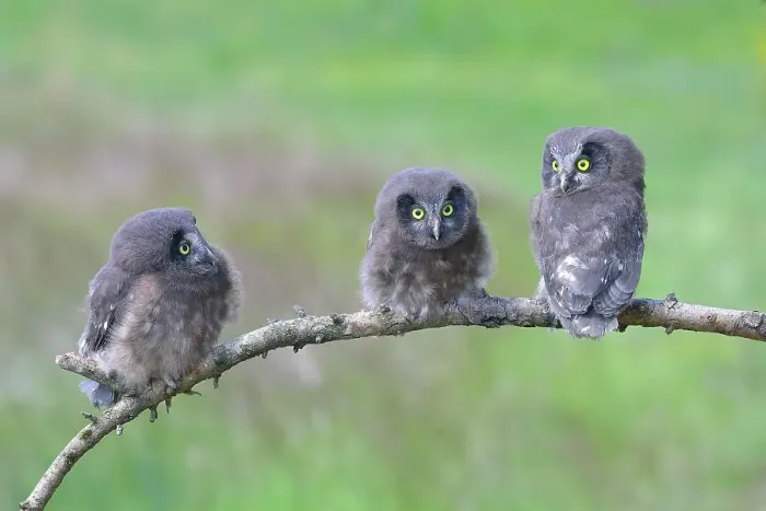 Framed Print : Tengmalm's Owl (Aegolius funereus), three young birds sitting on a larch branch, Siegerland, North Rhine-Westphalia, Germany Framed Print : Tengmalm's Owl (Aegolius funereus), three young birds sitting on a larch branch, Siegerland, North Rhine-Westphalia, Germany