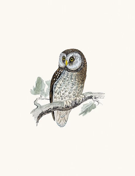 Tengmalms owl bird