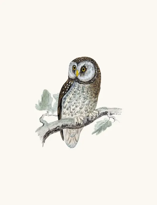 Framed Print : Tengmalms owl bird Framed Print : Tengmalms owl bird