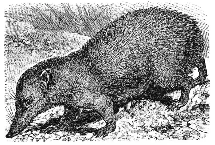 Framed Print : Tenrec (Centetes ecaudatus) Framed Print : Tenrec (Centetes ecaudatus)
