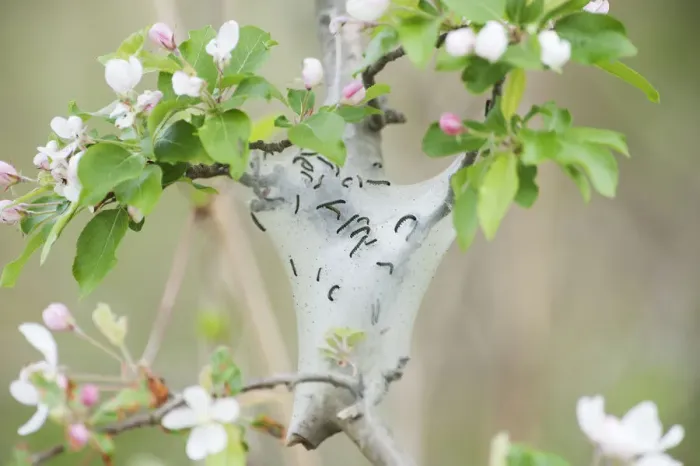 Framed Print : Tent caterpillars in crab apple tree Framed Print : Tent caterpillars in crab apple tree