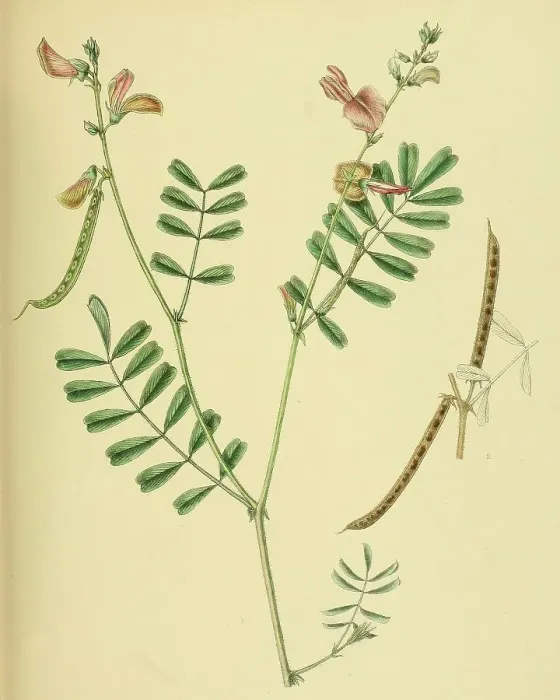 Framed Print : Tephrosia maxima, native to Southeast Asia, Sri Lanka, digitally restored historical colour print from 1893 Framed Print : Tephrosia maxima, native to Southeast Asia, Sri Lanka, digitally restored historical colour print from 1893