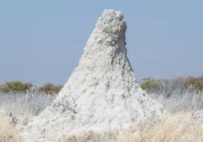 Framed Print : Termite mound at the edge of the Etosha Pan, Etosha National Park, Namibia Framed Print : Termite mound at the edge of the Etosha Pan, Etosha National Park, Namibia