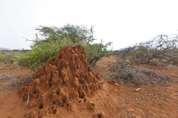 Framed Print : Termite mound, Samburu National Reserve, Kenya, East Africa, PublicGround Framed Print : Termite mound, Samburu National Reserve, Kenya, East Africa, PublicGround