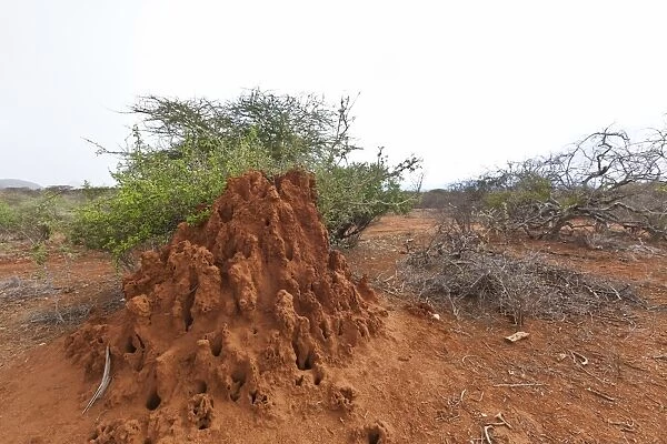 Termite mound, Samburu National Reserve, Kenya, East Africa, PublicGround