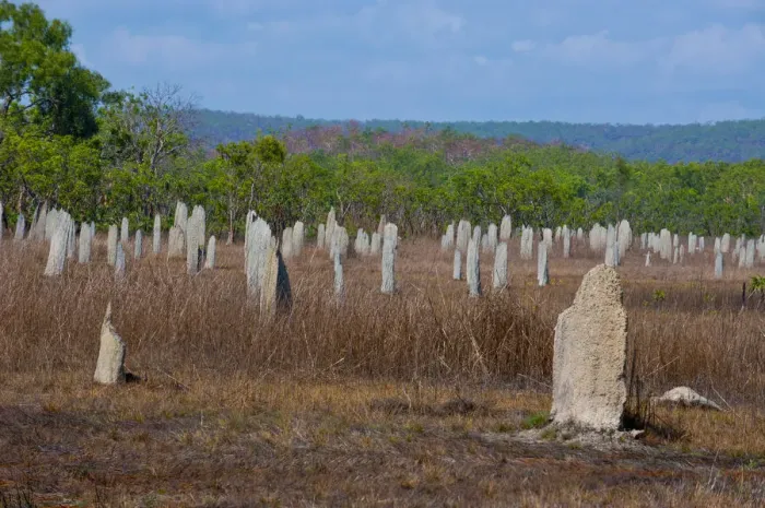 Framed Print : Termite mounds in the Litchfield National Park, Northern Territories, Australia Framed Print : Termite mounds in the Litchfield National Park, Northern Territories, Australia
