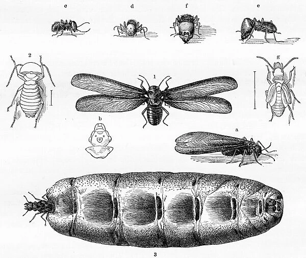 Termites engraving 1884