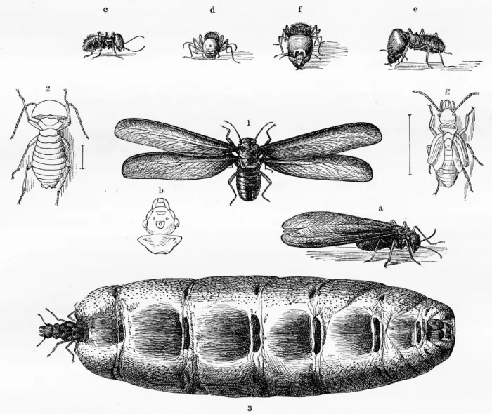 Framed Print : Termites engraving 1884 Framed Print : Termites engraving 1884
