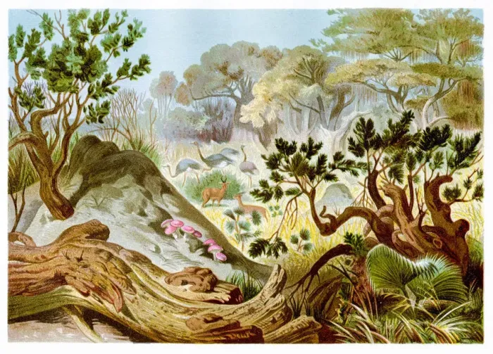 Framed Print : Termites hill Chromolithograph 1884 Framed Print : Termites hill Chromolithograph 1884