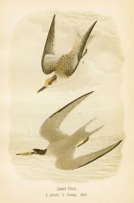 Framed Print : Least tern bird lithograph 1890 Framed Print : Least tern bird lithograph 1890
