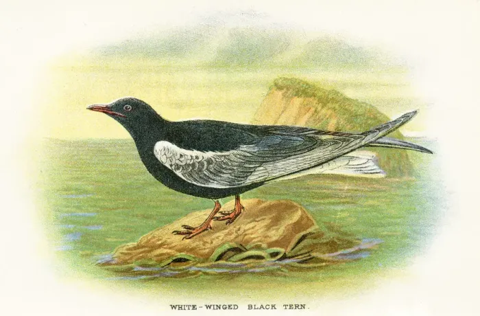 Framed Print : Tern birds from Great Britain 1897 Framed Print : Tern birds from Great Britain 1897