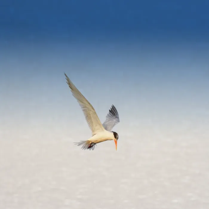 Framed Print : Tern in flight Framed Print : Tern in flight