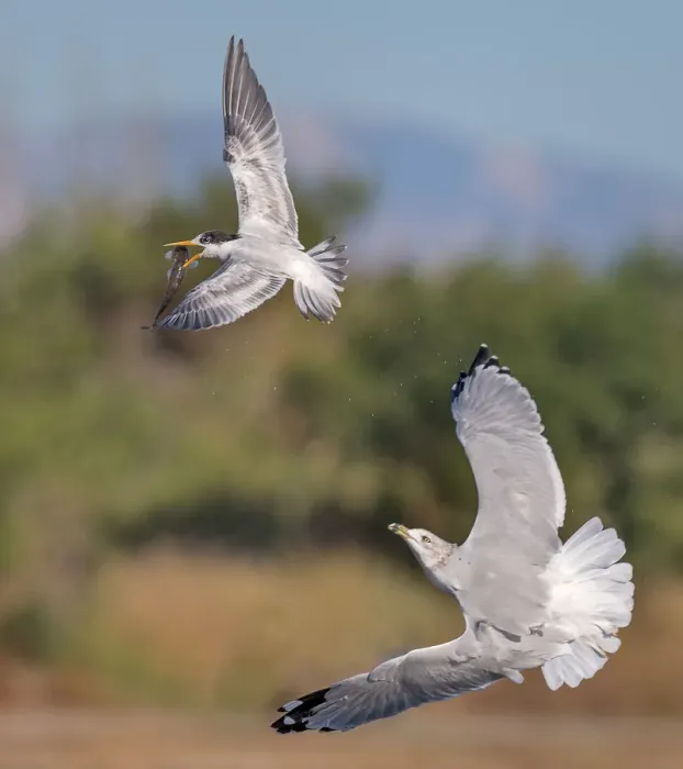 Framed Print : Tern vs Gull Framed Print : Tern vs Gull