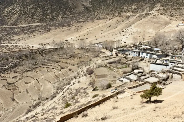 Framed Print : Terraced fields at the village of Samar, Upper Mustang, Lo, Nepal