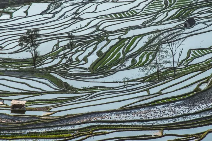 Framed Print : Terraced rice field Framed Print : Terraced rice field