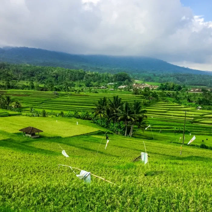 Framed Print : Terraced Rice Fields