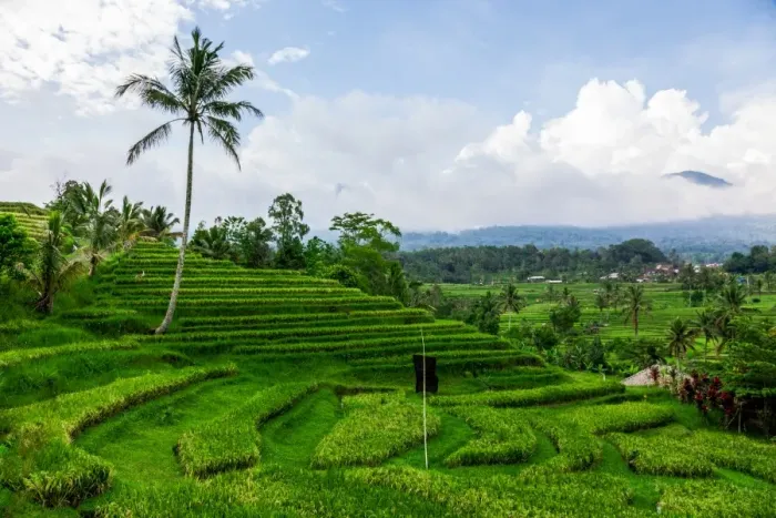 Framed Print : Terraced Rice Fields Framed Print : Terraced Rice Fields