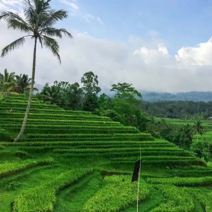 Framed Print : Terraced rice fields, Jatiluwih, Bali, Indonesia