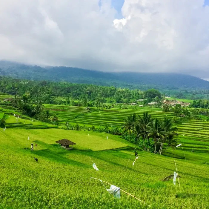 Framed Print : Terraced rice fields, Jatiluwih, Bali, Indonesia