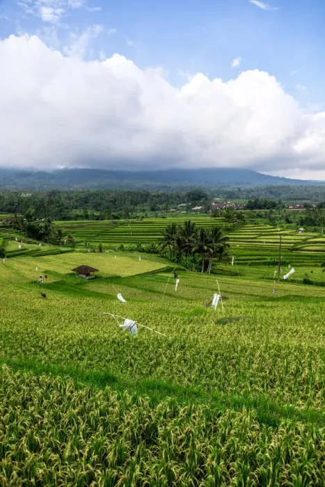 Framed Print : Terraced rice fields, Jatiluwih, Bali, Indonesia Framed Print : Terraced rice fields, Jatiluwih, Bali, Indonesia