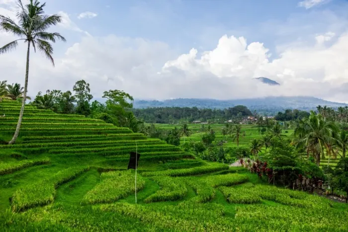 Framed Print : Terraced rice fields, Jatiluwih, Bali, Indonesia Framed Print : Terraced rice fields, Jatiluwih, Bali, Indonesia