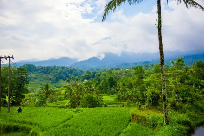 Framed Print : Terraced Rice Fields, Jatiluwih, Bali, Indonesia Framed Print : Terraced Rice Fields, Jatiluwih, Bali, Indonesia