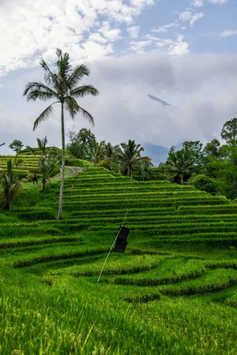 Framed Print : Terraced Rice Fields, Jatiluwih, Bali, Indonesia Framed Print : Terraced Rice Fields, Jatiluwih, Bali, Indonesia