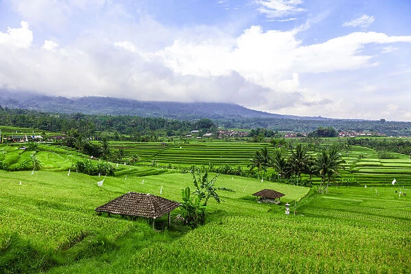 Terraced Rice Fields, Jatiluwih, Bali, Indonesia