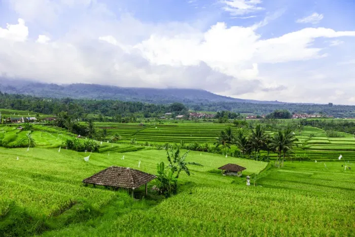 Framed Print : Terraced Rice Fields, Jatiluwih, Bali, Indonesia Framed Print : Terraced Rice Fields, Jatiluwih, Bali, Indonesia