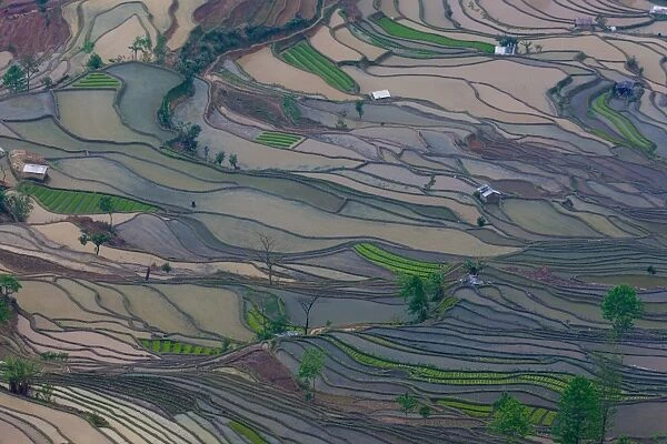 Terraced rice paddy fields, Yuanyang, China