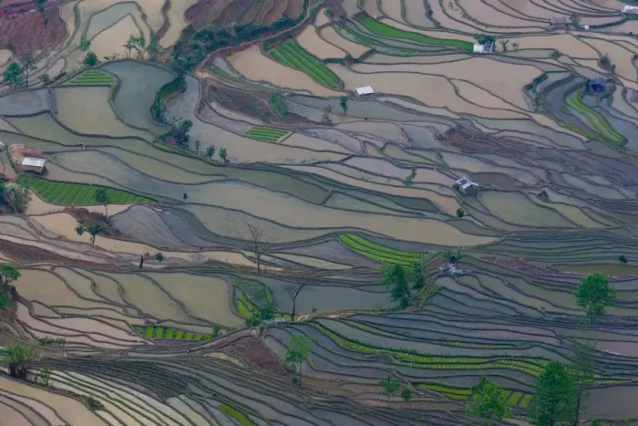 Framed Print : Terraced rice paddy fields, Yuanyang, China Framed Print : Terraced rice paddy fields, Yuanyang, China