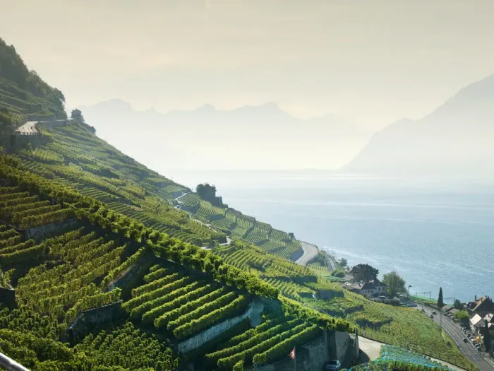 Framed Print : Terraced vineyards on rural hillside Framed Print : Terraced vineyards on rural hillside