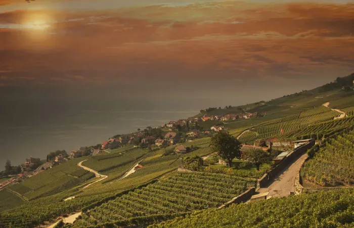 Framed Print : Terraced vineyards on rural hillside Framed Print : Terraced vineyards on rural hillside