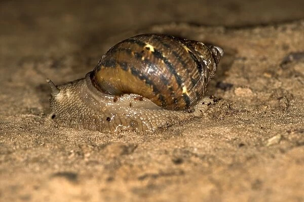 Terrestrial snail species -Pulmonata spec. -, Tambopata Nature Reserve, Madre de Dios region, Peru