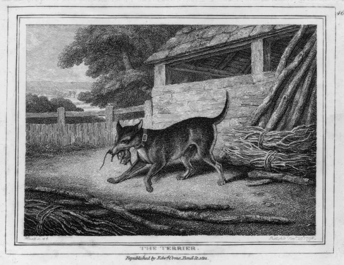 Framed Print : The Terrier Framed Print : The Terrier