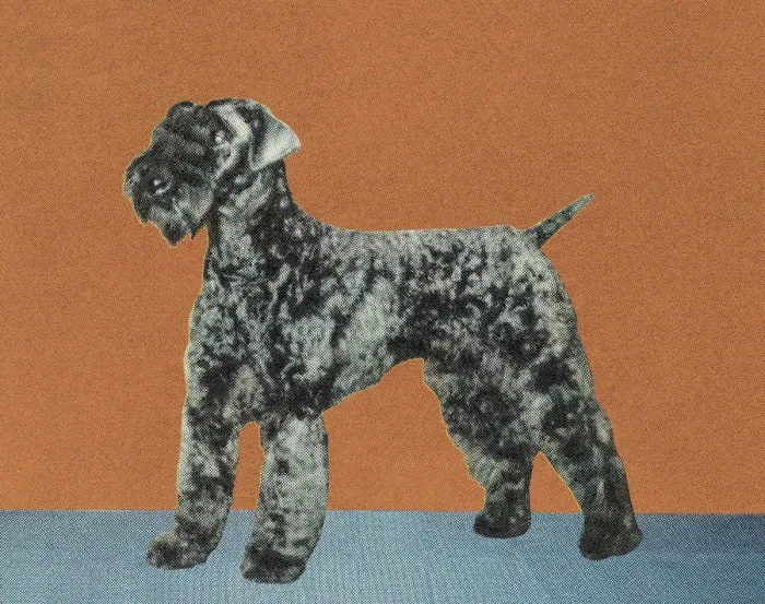 Framed Print : Terrier. http: / / csaimages.com / images / istockprofile / csa_vector_dsp.jpg Framed Print : Terrier. http: / / csaimages.com / images / istockprofile / csa_vector_dsp.jpg