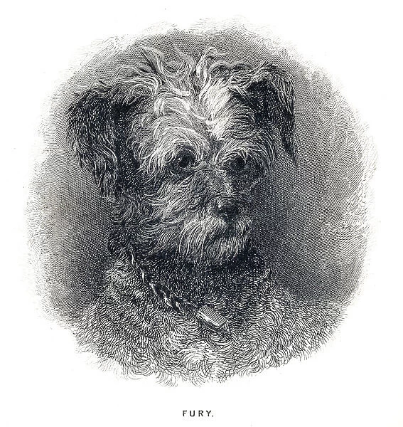 Terrier Dog engraving 1841