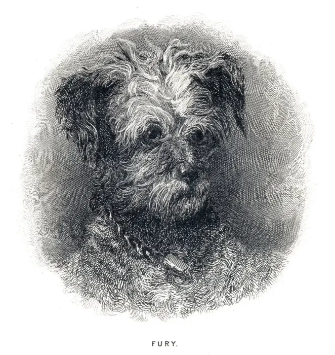 Framed Print : Terrier Dog engraving 1841 Framed Print : Terrier Dog engraving 1841