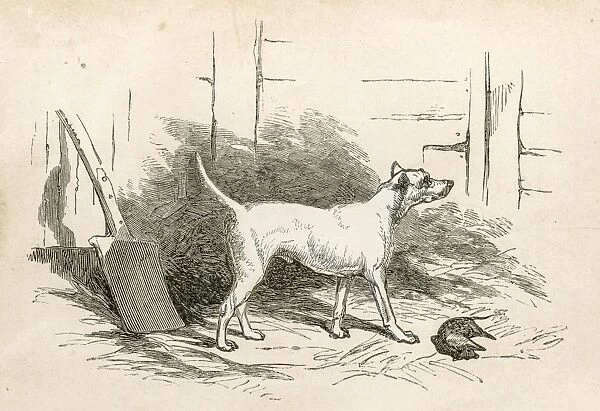 Terrier engraving 1851