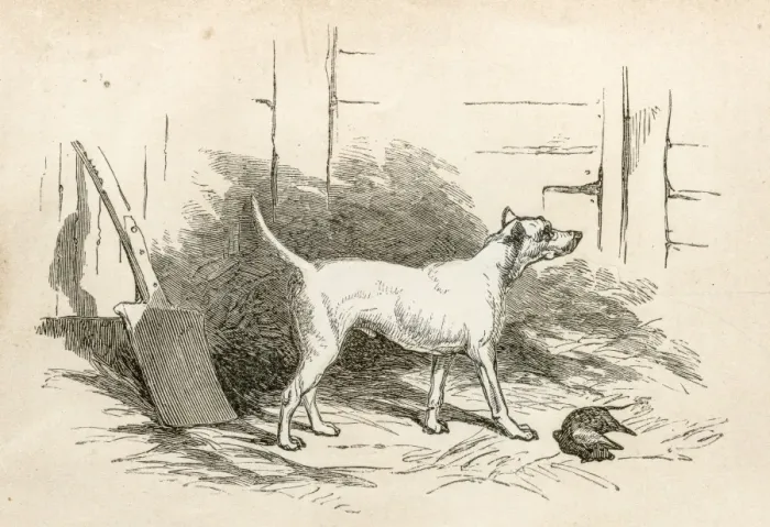Framed Print : Terrier engraving 1851 Framed Print : Terrier engraving 1851