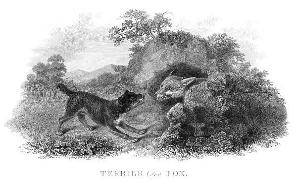 Terrier hunting a fox engraving 1812