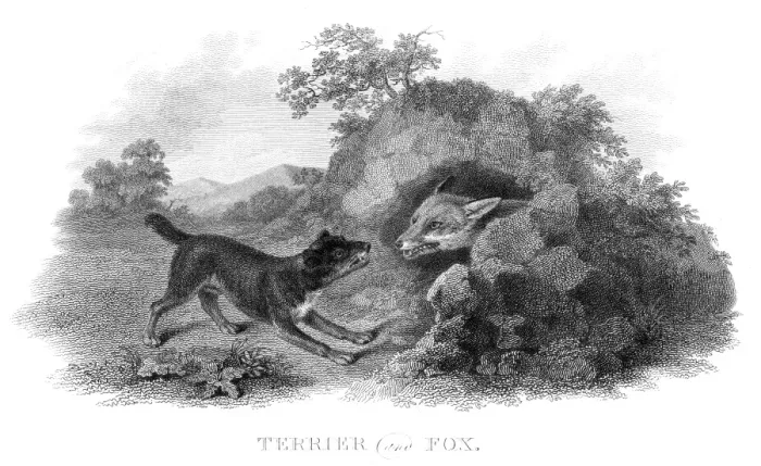 Framed Print : Terrier hunting a fox engraving 1812 Framed Print : Terrier hunting a fox engraving 1812