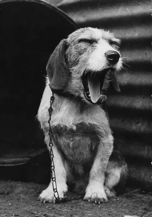 Framed Print : Terrier Yawn Framed Print : Terrier Yawn
