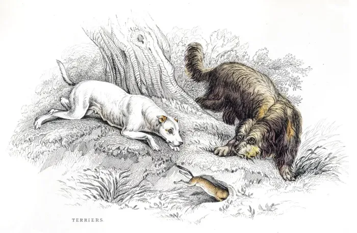 Framed Print : Terriers engraving Framed Print : Terriers engraving