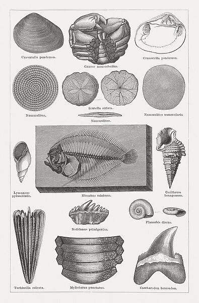 Tertiary fossils, wood engravings published in 1878