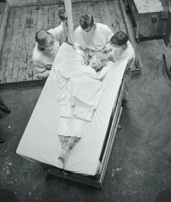 Framed Print : Test Goat Being Given a Transfusion Framed Print : Test Goat Being Given a Transfusion