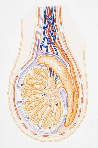 Testis, showing spermatic cord, vas deferens, epididymis and seminiferous tubule, cross-section